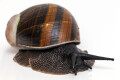 Helicophanta magnifica Madagascar adult, 90mm